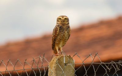DIA OBSERVAÇÃO DOS PÁSSAROS 09-05 (56)