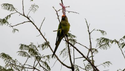 DIA OBSERVAÇÃO DOS PÁSSAROS 09-05 (6)