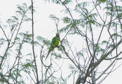 DIA OBSERVAÇÃO DOS PÁSSAROS 09-05 (7)