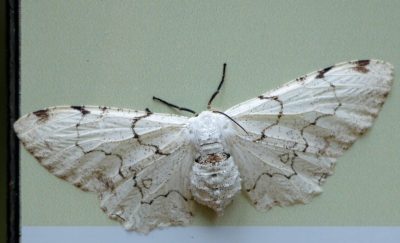 DIA OBSERVAÇÃO DOS PÁSSAROS 09-05 (8)