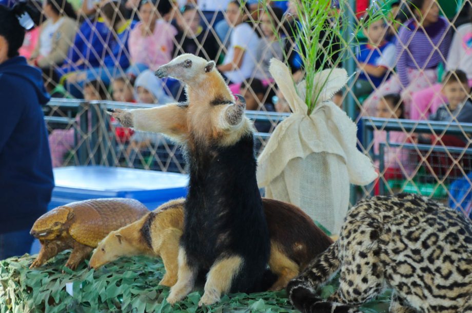 SEMANA DO MEIO AMBIENTE 03-06 (38)