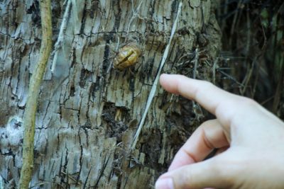 TRILHA ECOL&Oacute;GICA 02-06 (10)