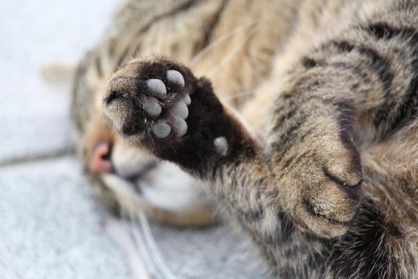 Prefeitura lembra que serviço gratuito de coleta de animais mortos evita contaminação e riscos à saúde
