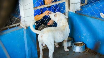 CACHORROS ADOÇÃO CCZ 18-03 (11)