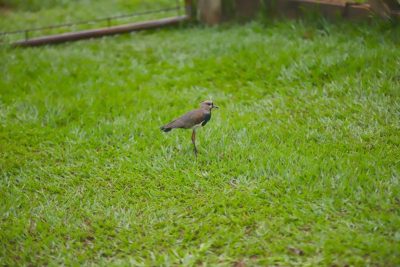 Big Day Parque do Pombo (18)