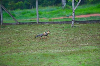 Big Day Parque do Pombo (20)