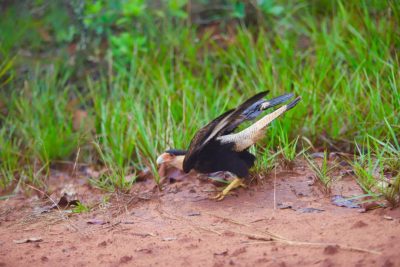 Big Day Parque do Pombo (22)