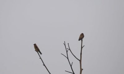 Big Day Parque do Pombo (24)