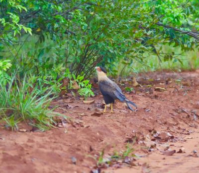 Big Day Parque do Pombo (26)