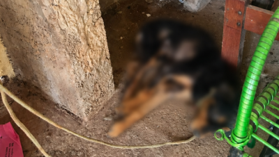 Cantinho Rústico com Cachorro Desfocado