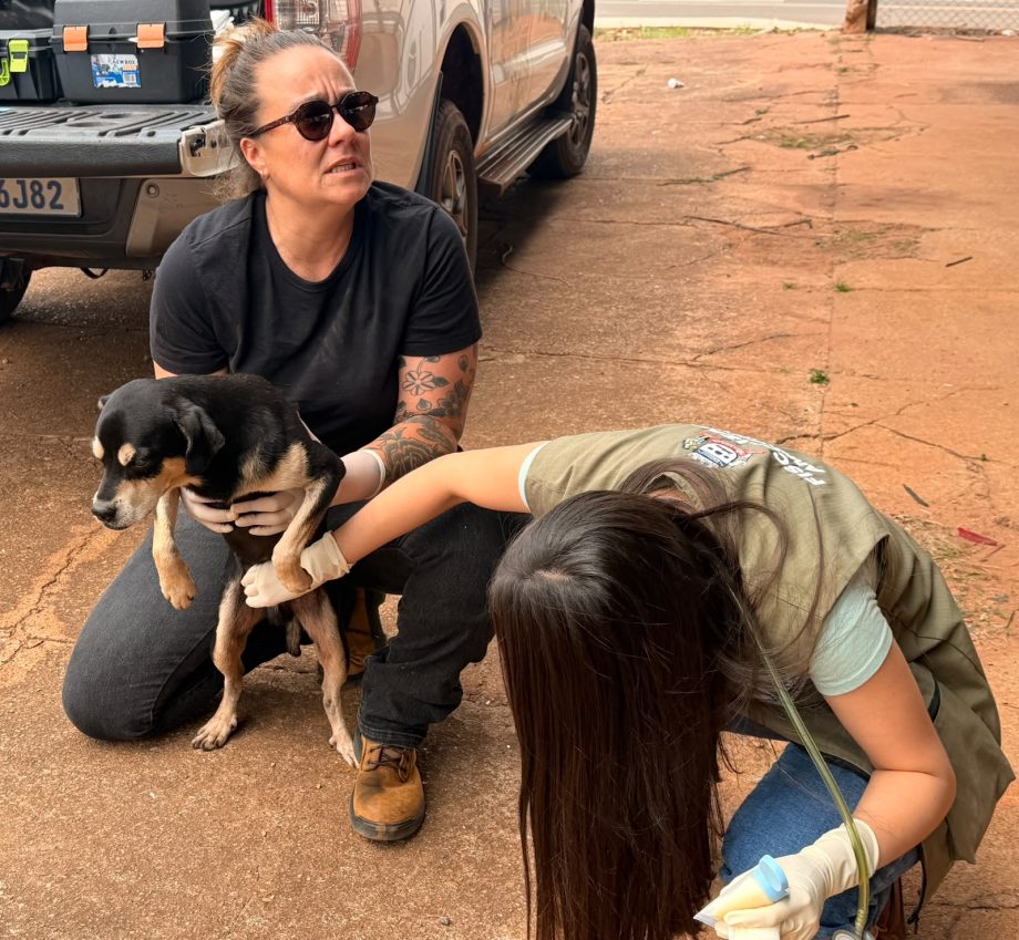 Prefeitura realiza primeira ação de atendimento veterinário a animais de rua nos bairros Jardim Santa Júlia e Vila Alegre