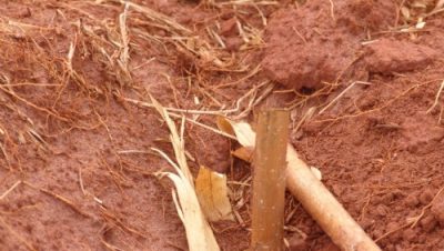 2047-projeto-de-sericicultura-sofre-com-a-seca-e-reflorestamento