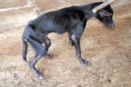 2069-leishmaniose-canina-nao-tera-tratamento