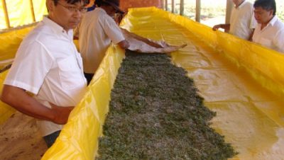 2159-arapua-tem-novos-criadores-do-bicho-da-seda