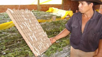 2201-sericicultura-entra-na-fase-de-comercializacao