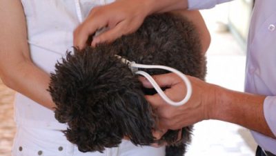 2240-saude-continua-o-encoleiramento-dos-caes