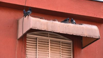 24802-pombos-sao-ameaca-a-saude