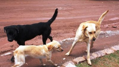 25513-dados-do-censo-sao-importantes-para-campanhas-do-ccz