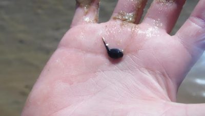 28751-tres-lagoas-recebe-exposicao-fotografando-a-natureza-na-biblioteca