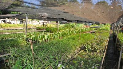 30953-viveiro-municipal-abrigara-mudas-em-novo-local