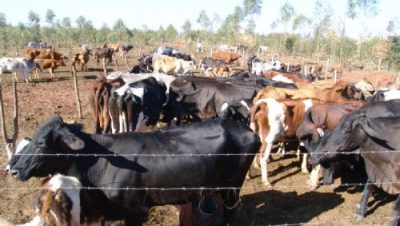 389-comeca-retirada-de-gado-do-distrito-industrial