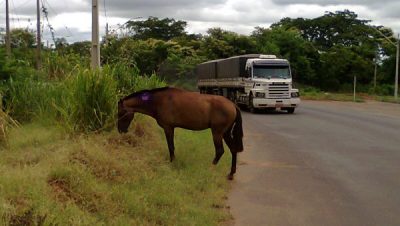 40909-animal-solto-na-regiao-do-jupia