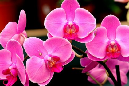 42536-flores-podem-ser-uma-boa-pedida-fonte-afloricultura