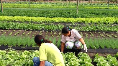 43597-2-conferencia-regional-de-seguranca-alimentar-e-nutricional