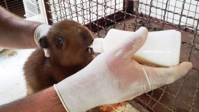 45114-animais-silvestres-5