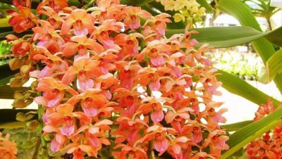 47478-exposicao-de-orquideas