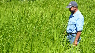 49156-40847-melhoramento-de-pastagem