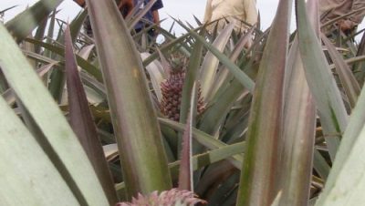 527-cultivo-de-abacaxi-pode-ser-opcao-para-pequenos-produtores