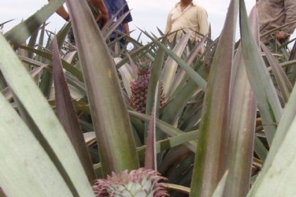 527-cultivo-de-abacaxi-pode-ser-opcao-para-pequenos-produtores