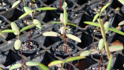 544-tecnicos-do-ibama-visitam-viveiro-municipal