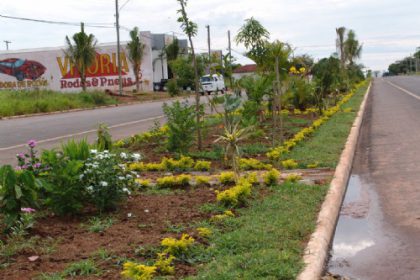 586-canteiro-em-avenida-chama-a-atencao-pela-beleza-e-conservacao