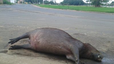 59541-avenida-aldair-rosa-de-oliveira