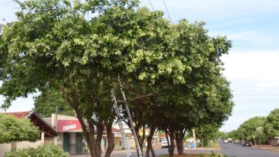 59555-poda-de-arvores-04-01-18