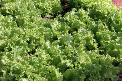 60890-centro-pop-p-cultivando-saberes-28-04-2017-3