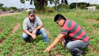 61200-plantacao-cotalaria-18-05-2017-2