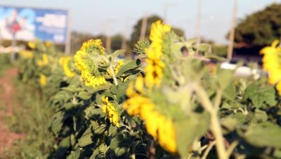 61609-girassois-av-rosario-congro-1