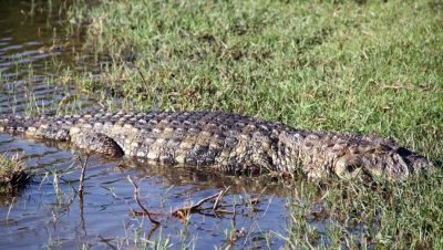 61765-jacare-lagoa-m-1