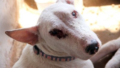 62107-cachorro-doente-recolhido-no-ccz