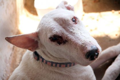 62107-cachorro-doente-recolhido-no-ccz