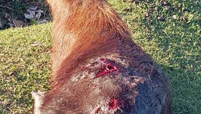 62199-resgate-capivara-lagoa-maior-1