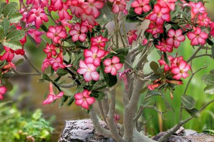 63433-flores-2