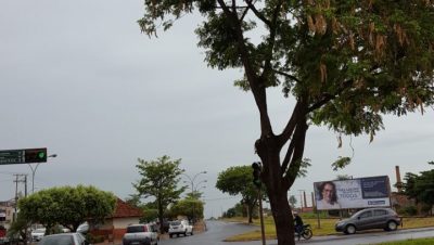 64859-poda-de-arvores-1