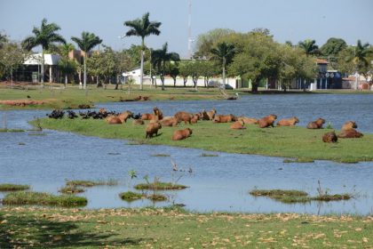 66242-visita-tecnica-sobre-capivaras-04-09-2017-127