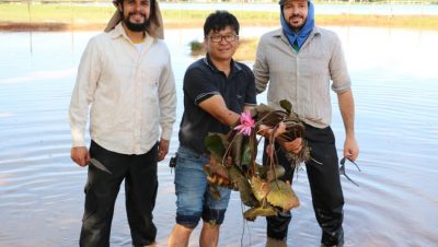 66409-inicio-jardim-plantas-aquaticas-02-02-2018-37