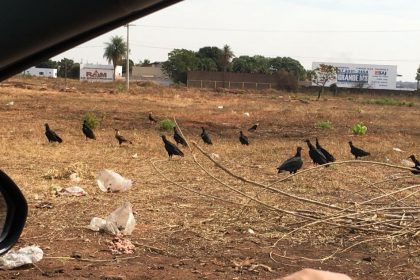 70352-urubus-proximos-a-aeroporto-de-tres-lagoas-1