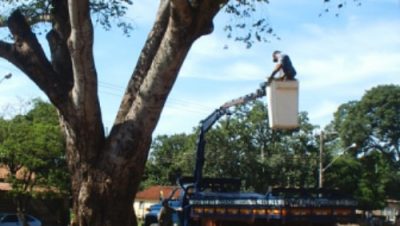 770-ameacado-por-cupins-jatoba-recebe-manutencao